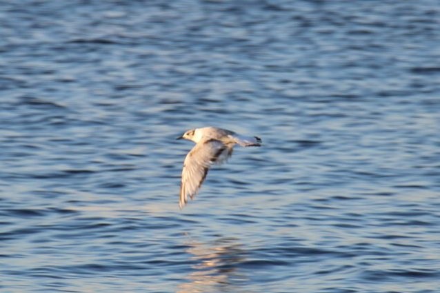 Bonaparte's Gull - ML61662541