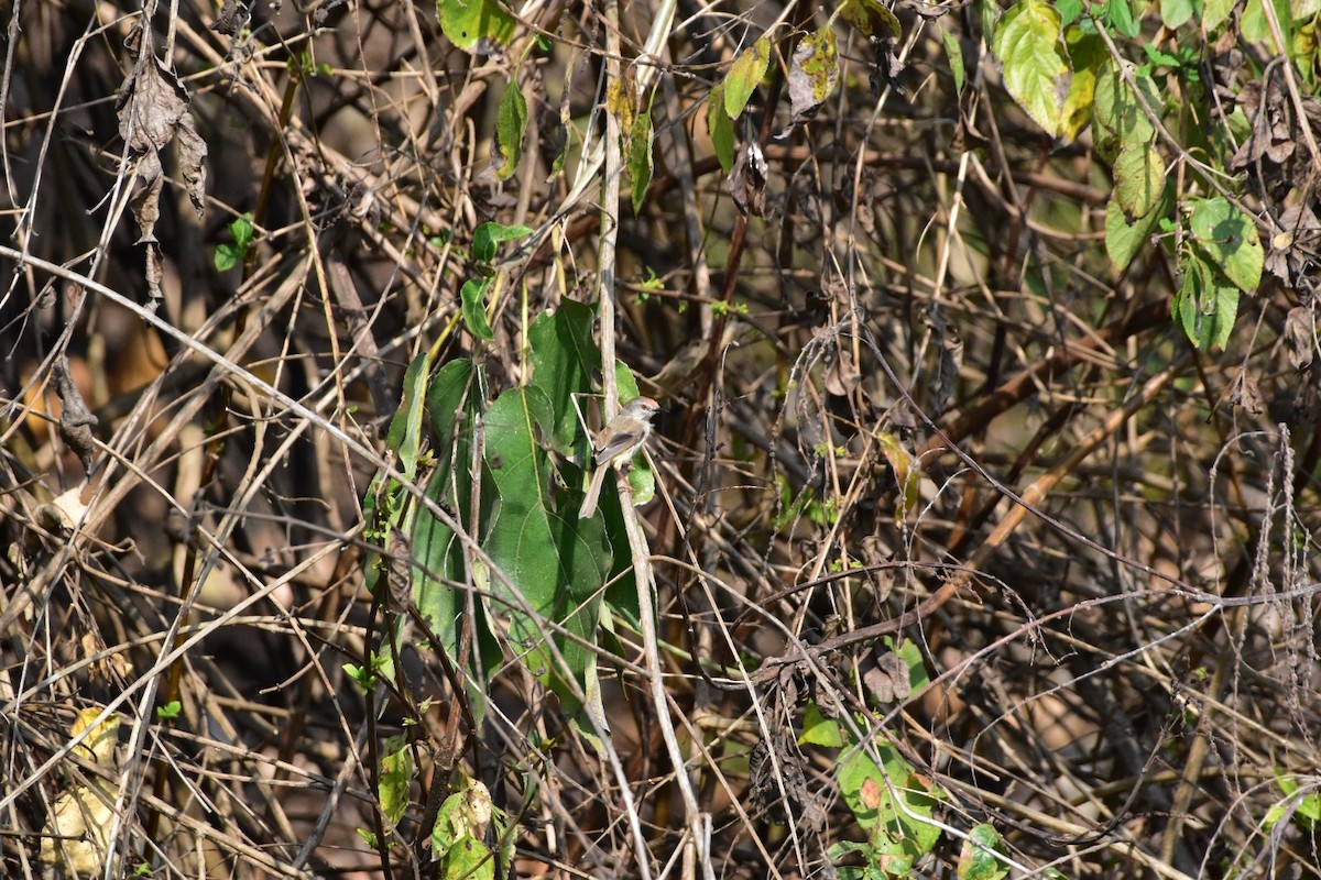 Gray-breasted Prinia - ML616625414