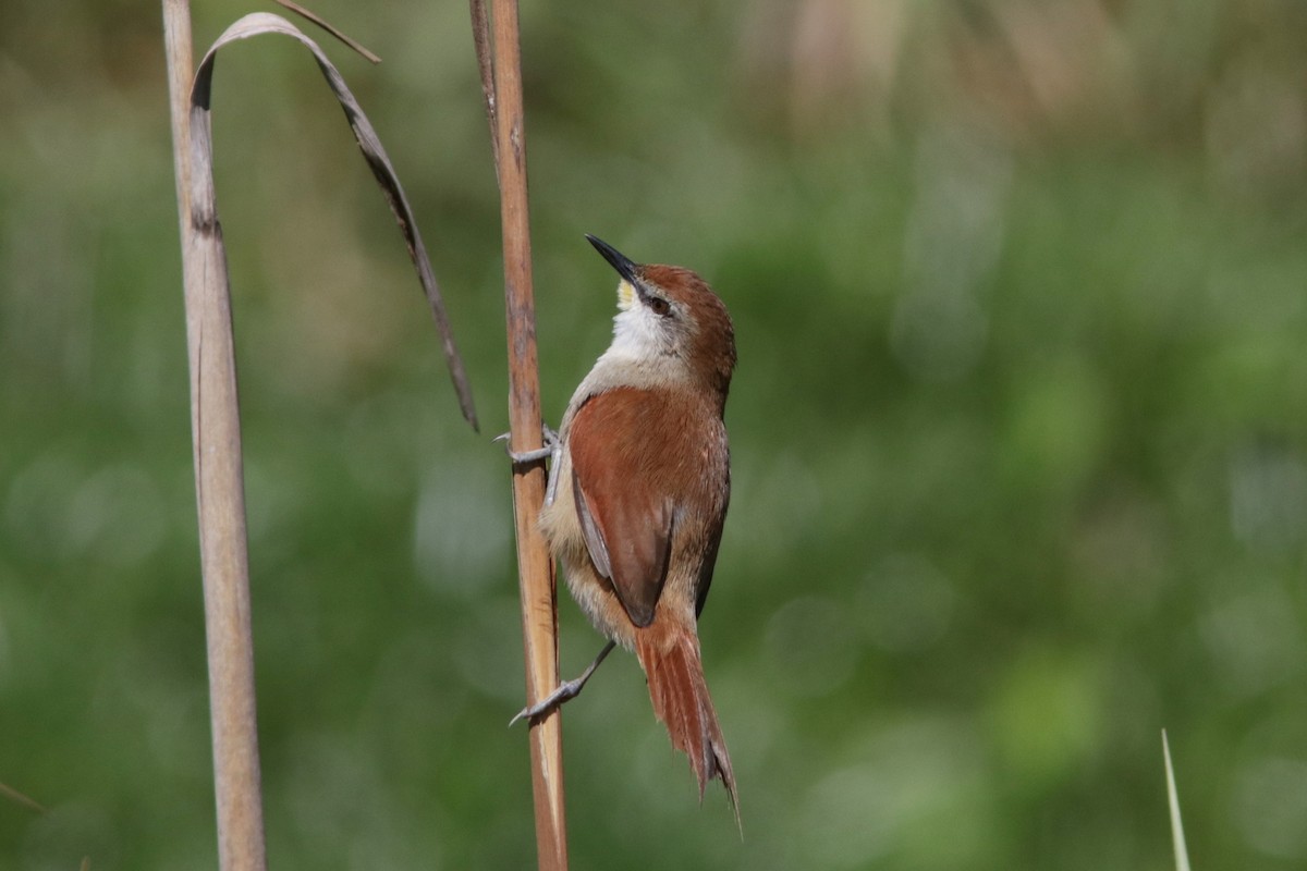 Yellow-chinned Spinetail - ML616625418