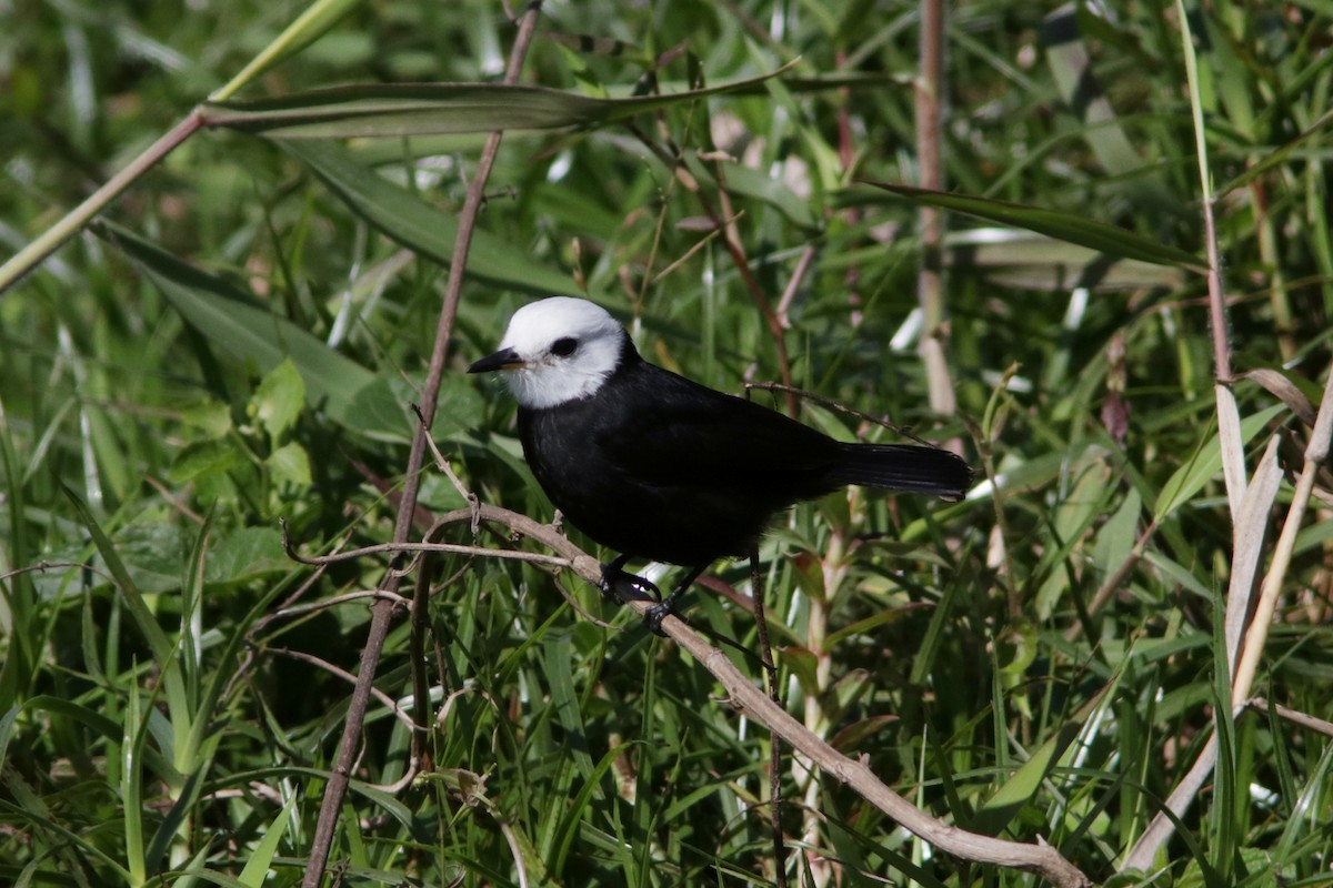 White-headed Marsh Tyrant - ML616625424