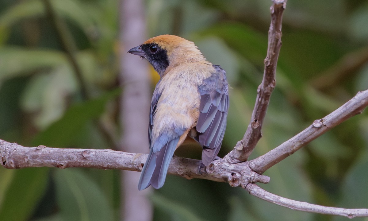 Burnished-buff Tanager - ML616625425