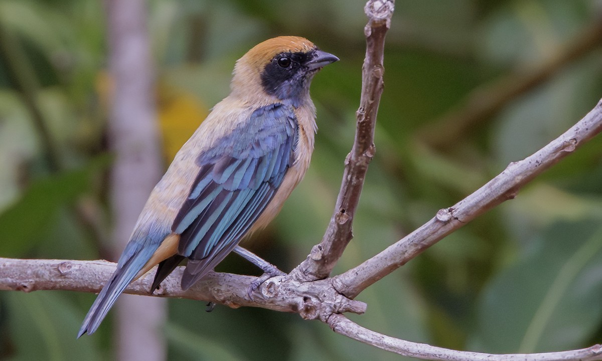Burnished-buff Tanager - ML616625426