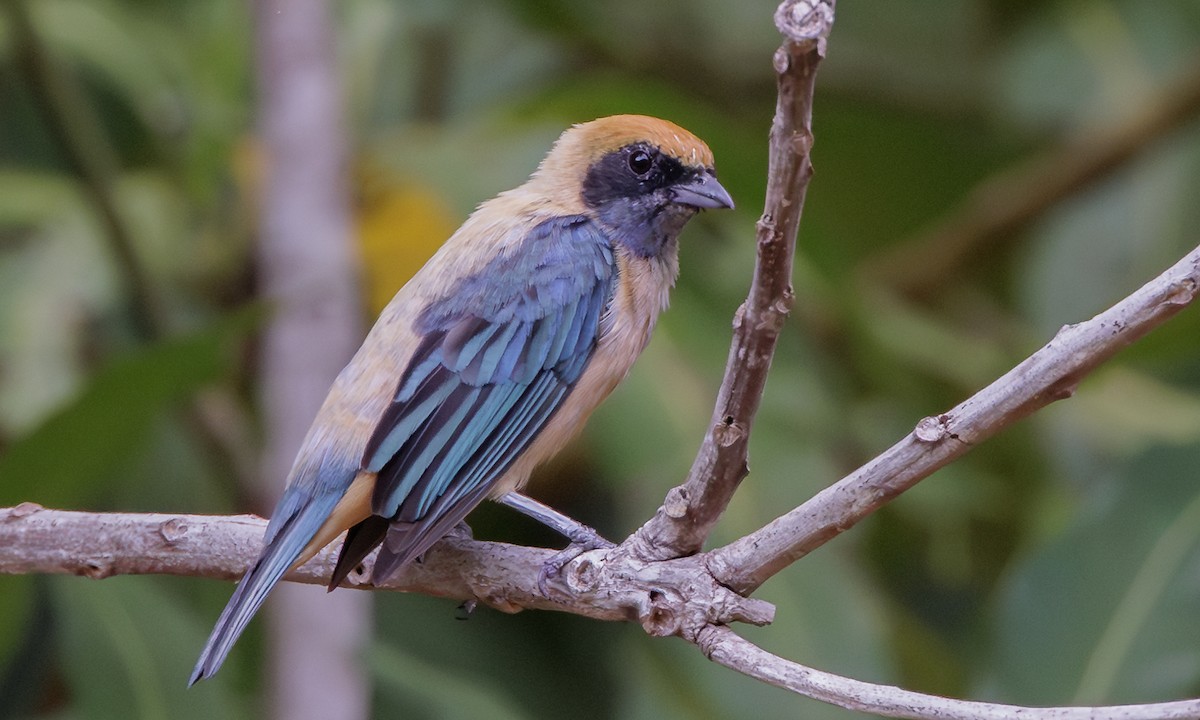 Burnished-buff Tanager - ML616625427