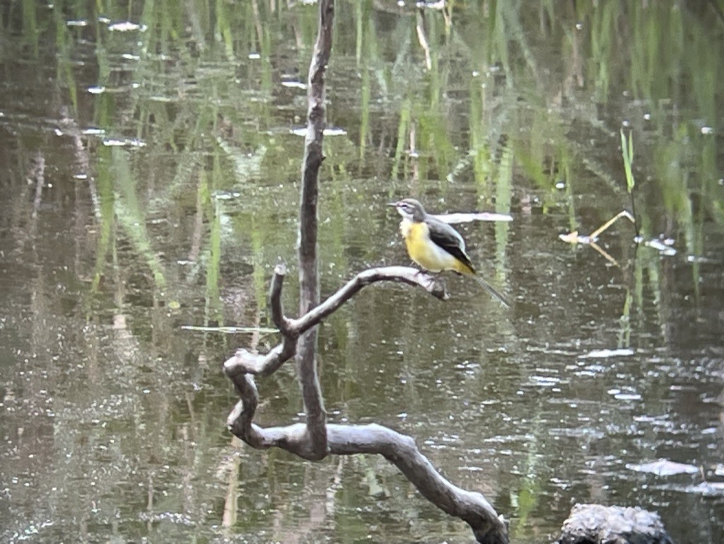 Gray Wagtail - ML616625430