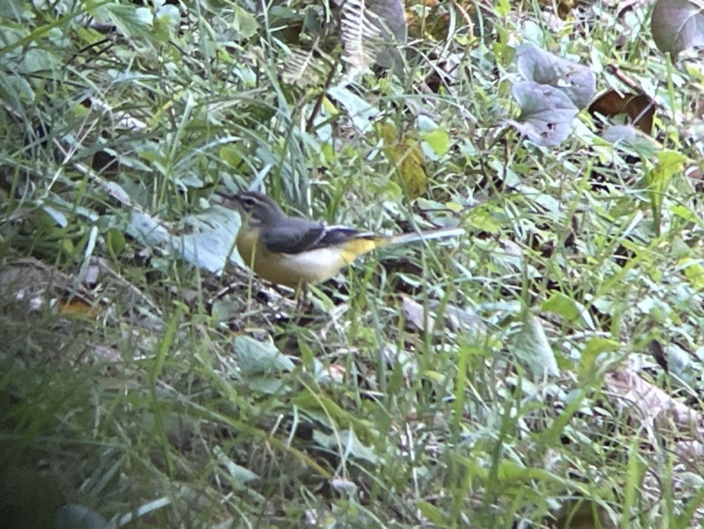 Gray Wagtail - ML616625433