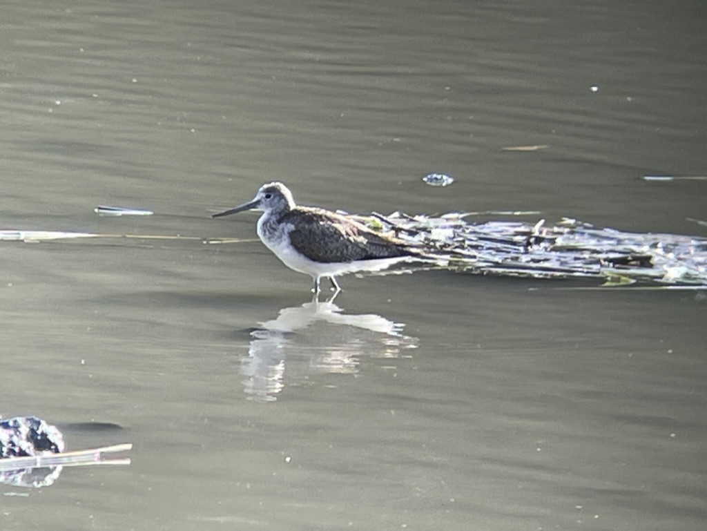 Common Greenshank - ML616625435
