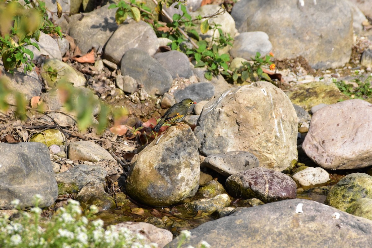 Red-billed Leiothrix - ML616625436