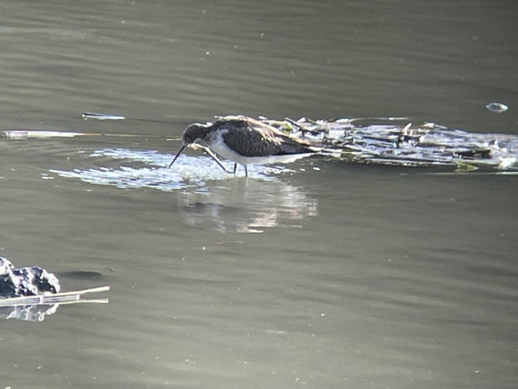 Common Greenshank - ML616625438