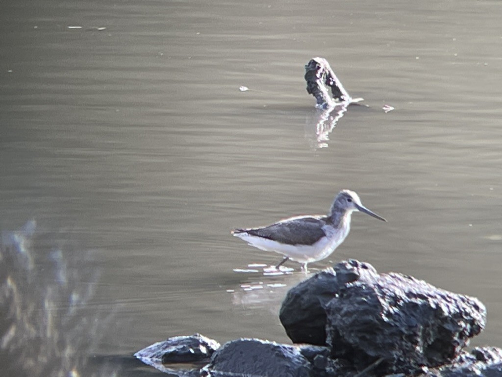Common Greenshank - ML616625442