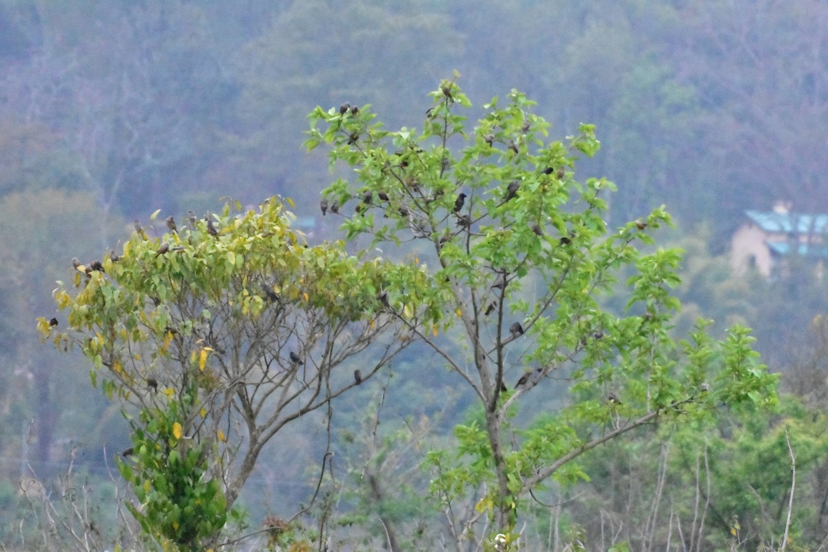 Chestnut-tailed Starling - ML616625444