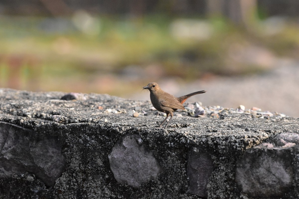 Indian Robin - ML616625450