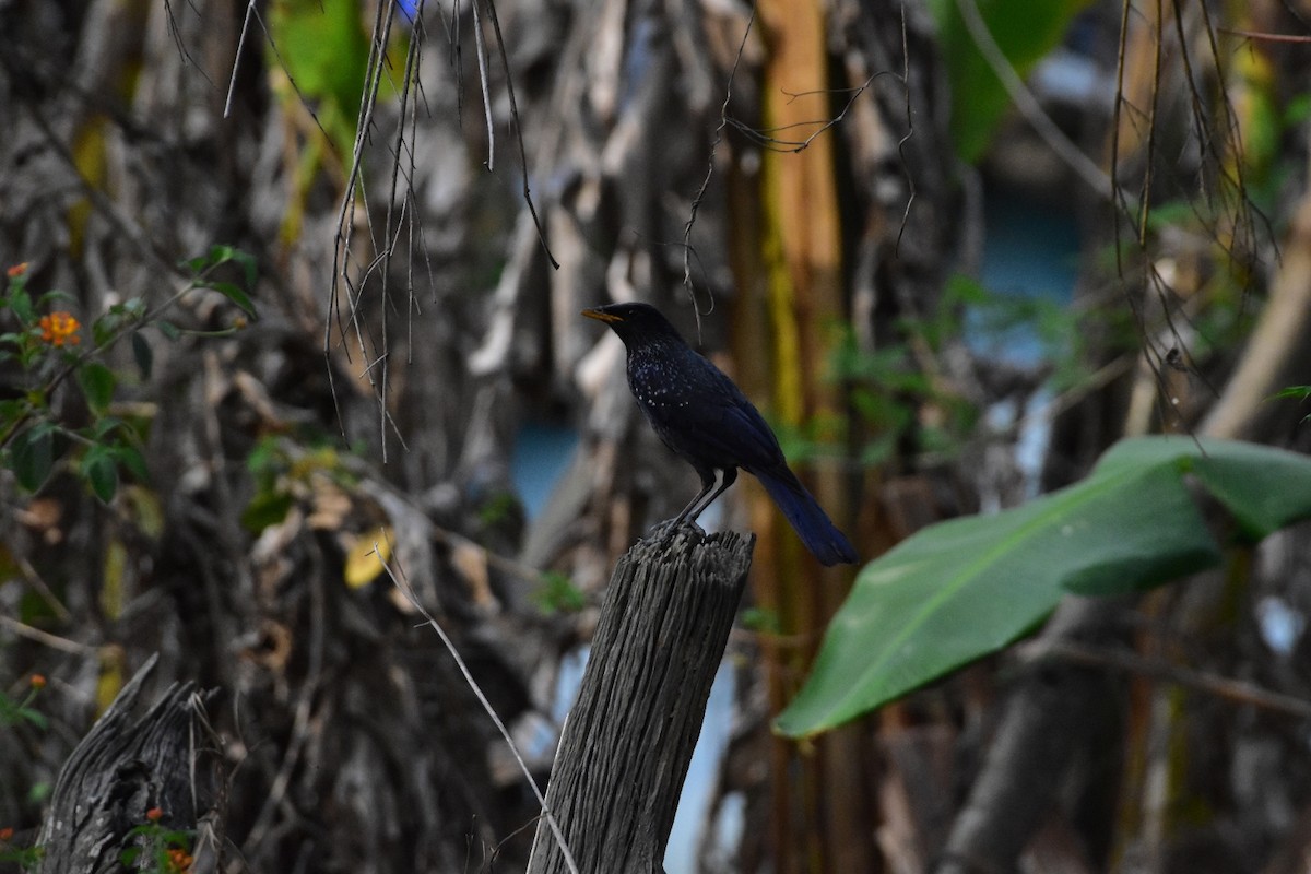 Blue Whistling-Thrush - ML616625458