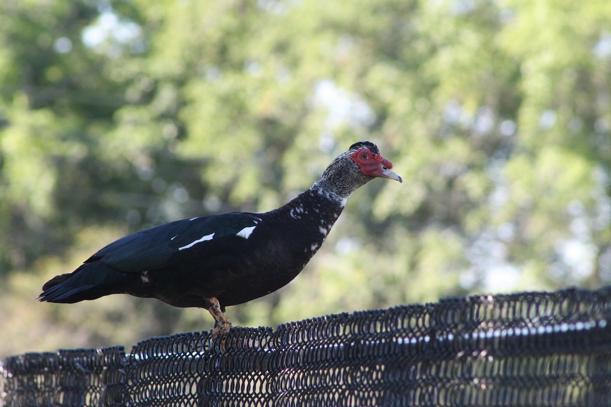 Muscovy Duck (Domestic type) - Genesis Zabrzenski