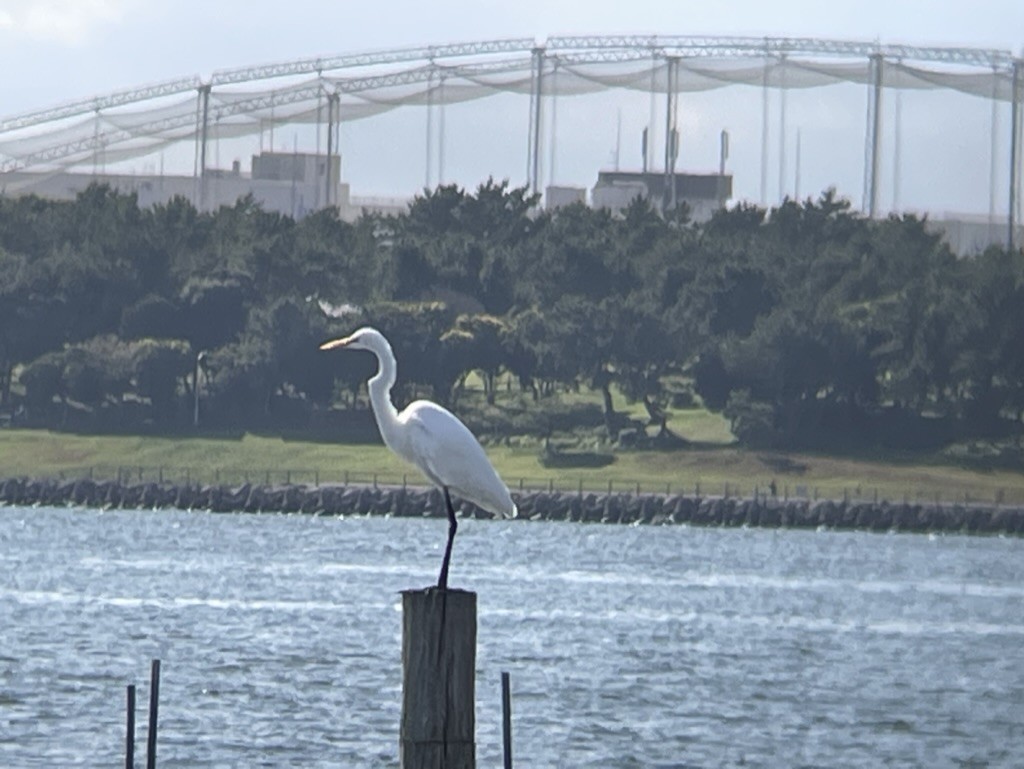 Great Egret - ML616625463