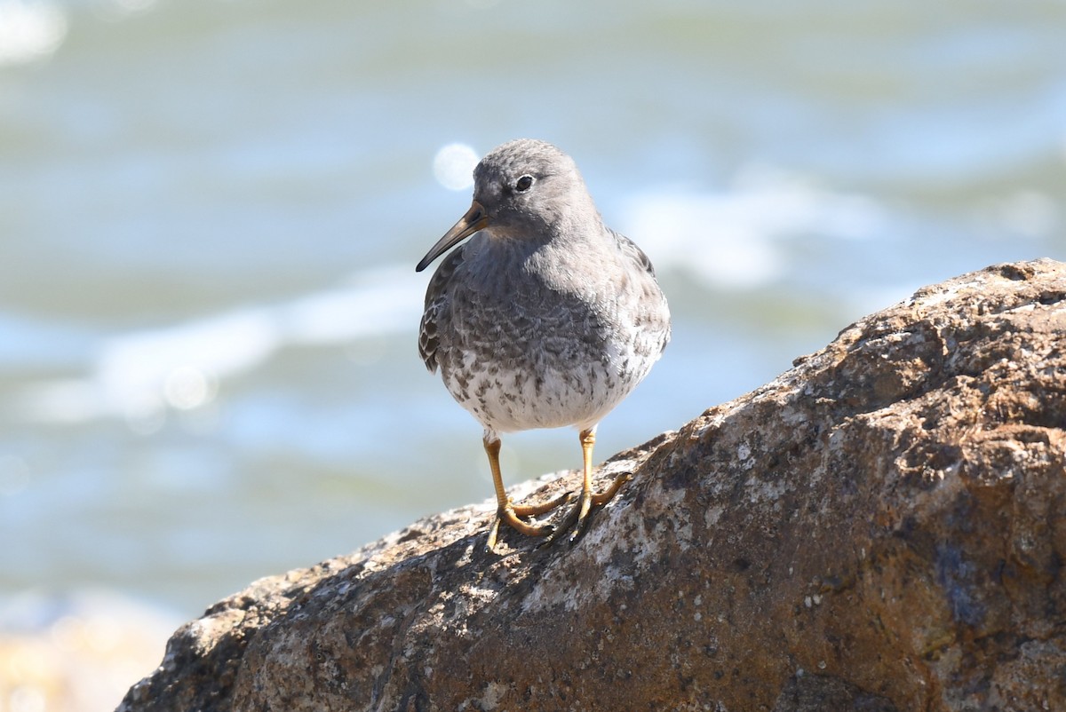 Purple Sandpiper - ML616625472