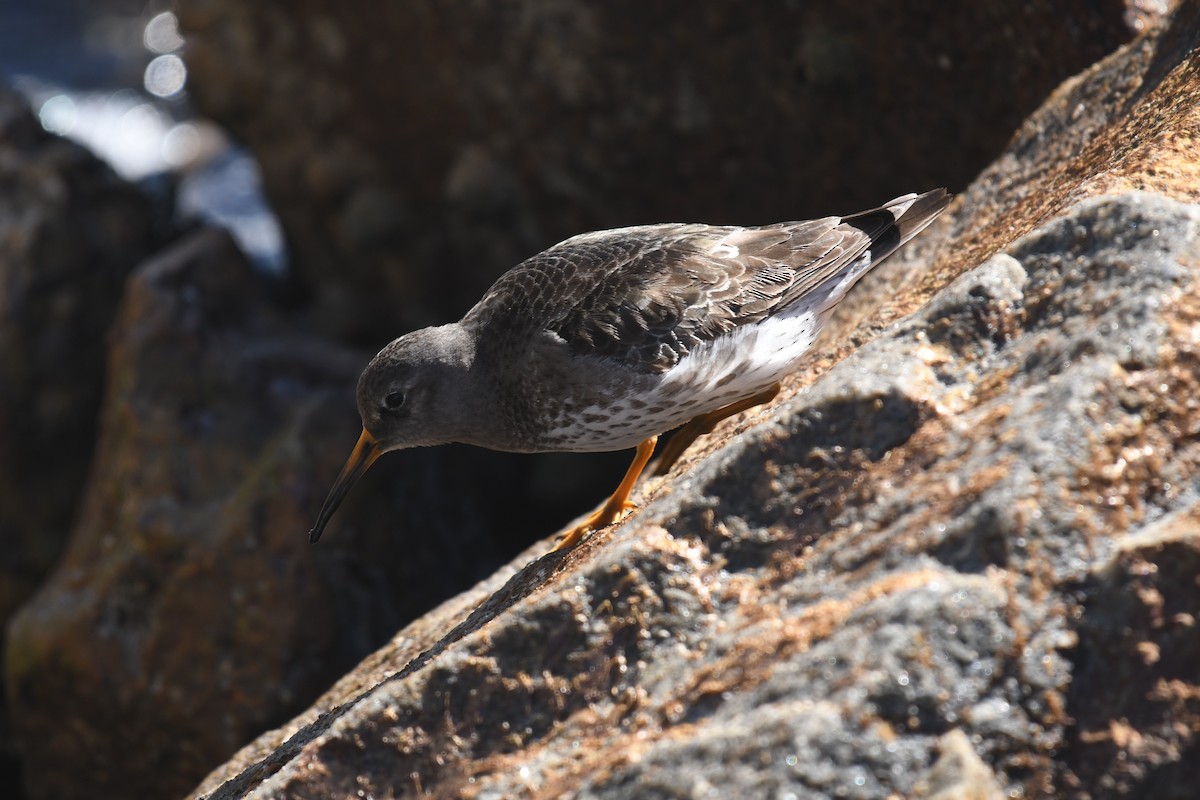 Purple Sandpiper - ML616625474