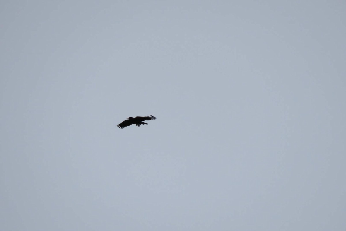 Red-billed Chough - ML616625494