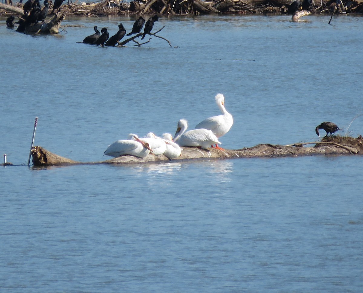 American White Pelican - ML616625533