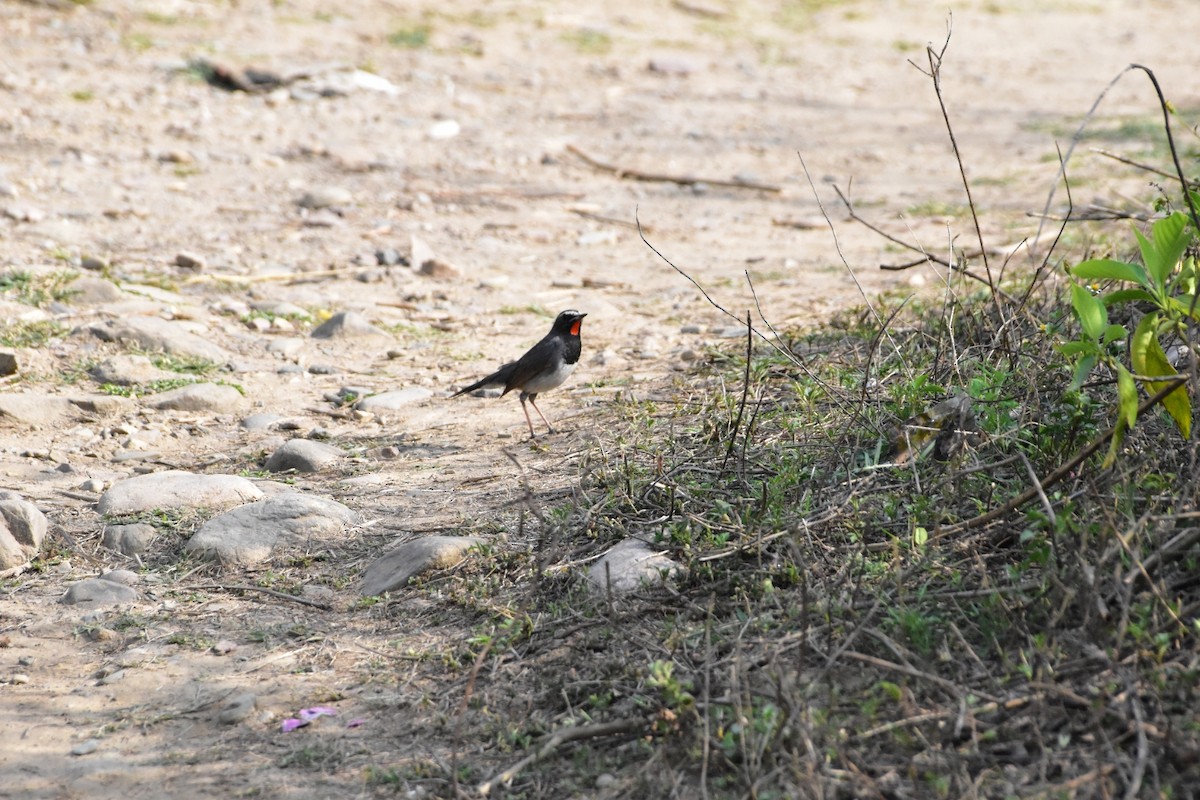 Himalayan Rubythroat - ML616625537