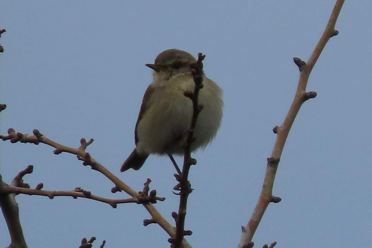 Mosquitero Común - ML616625595