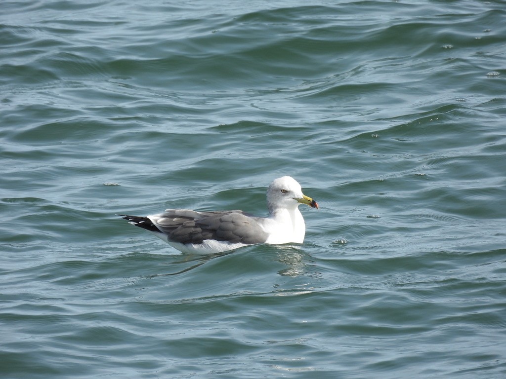 Black-tailed Gull - ML616625655