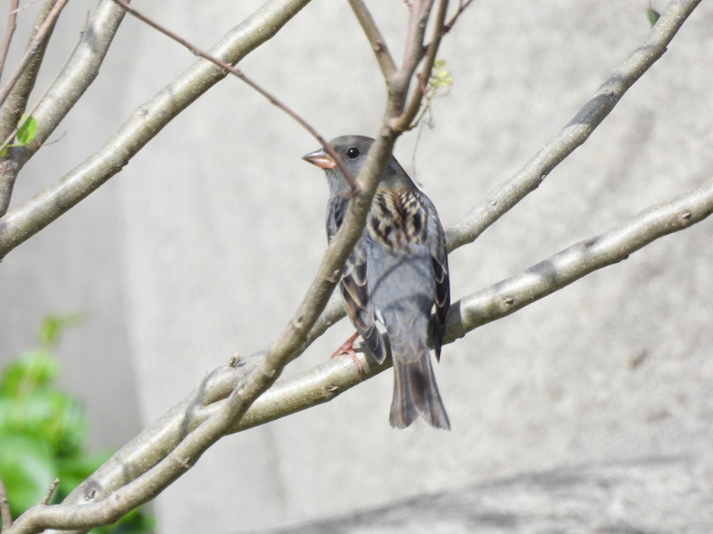 Вівсянка сиза - ML616625656