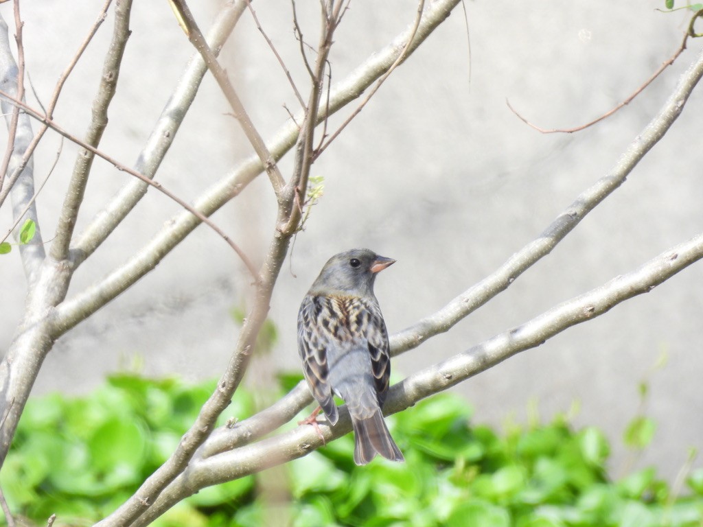 Сизая овсянка - ML616625661