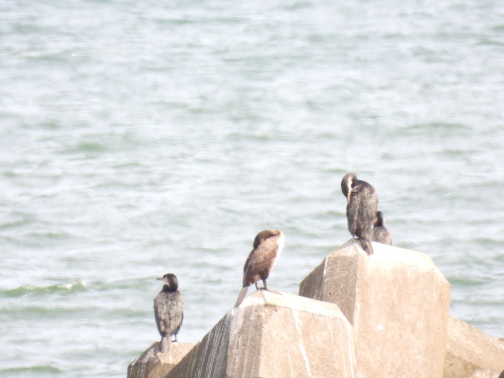 Баклан японський - ML616625665