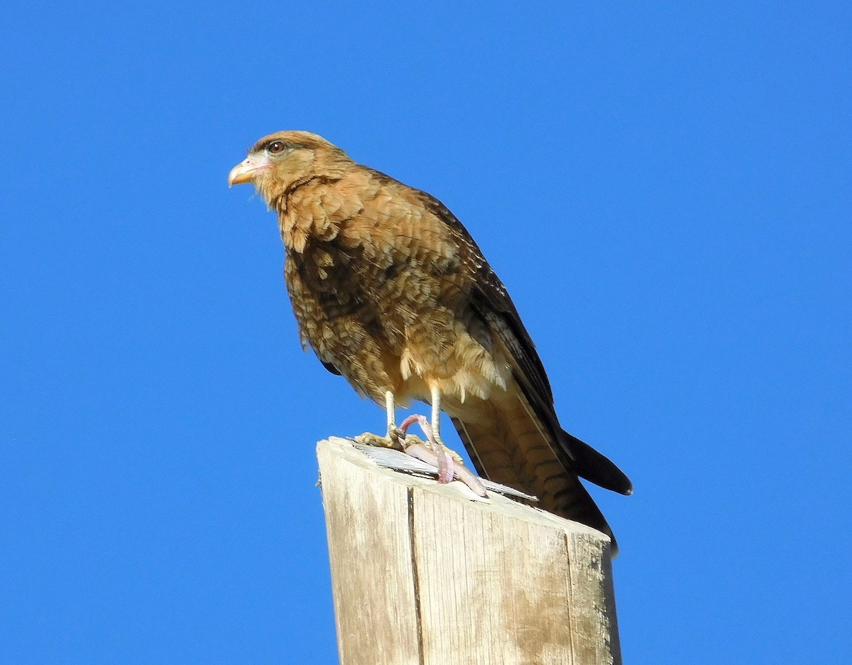 Caracara chimango - ML616625697