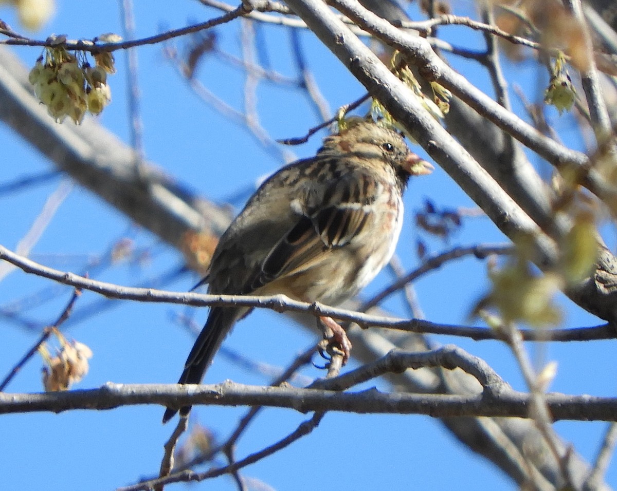 Harris's Sparrow - Joe Neal