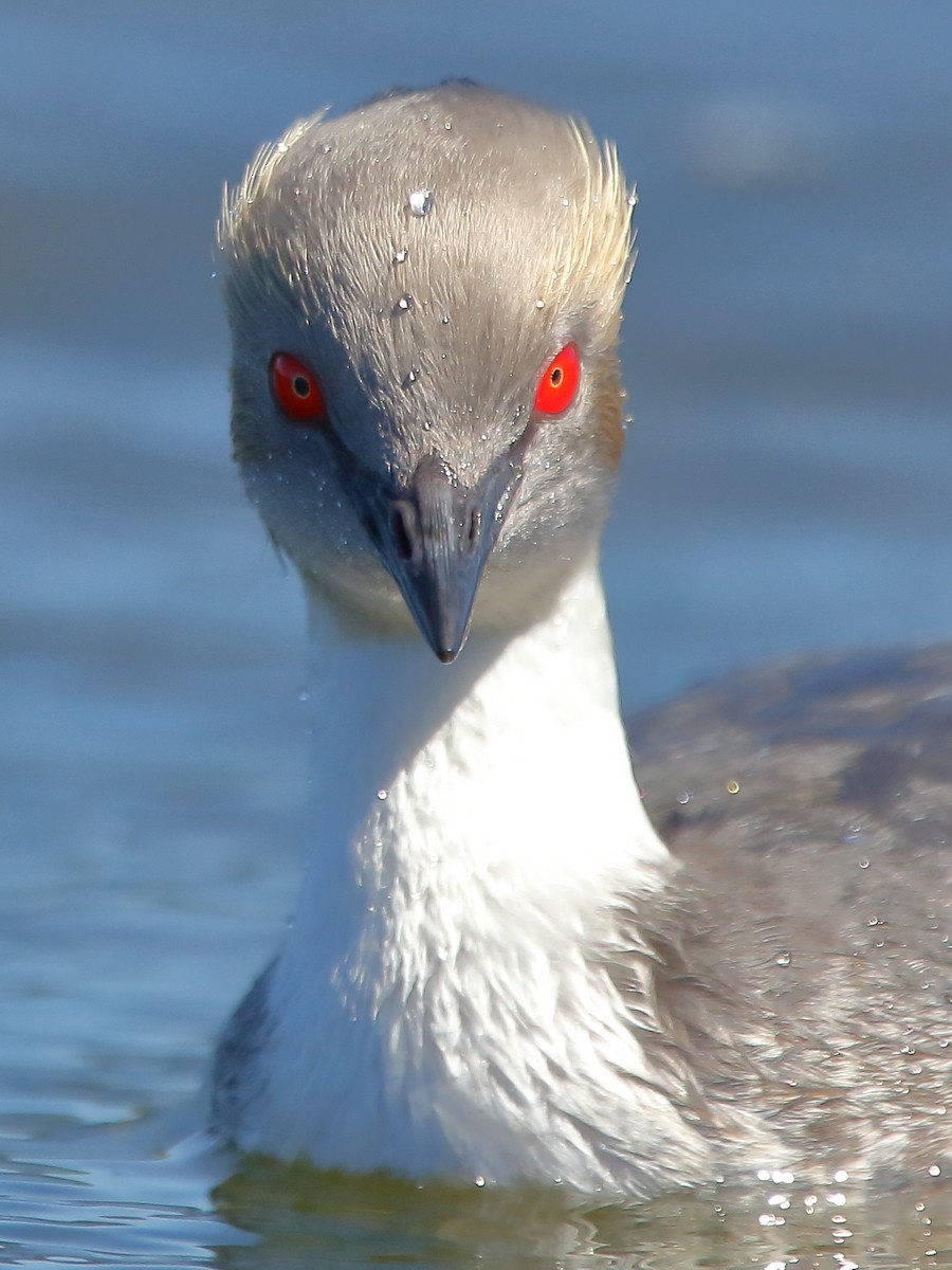 Silvery Grebe - ML616625757