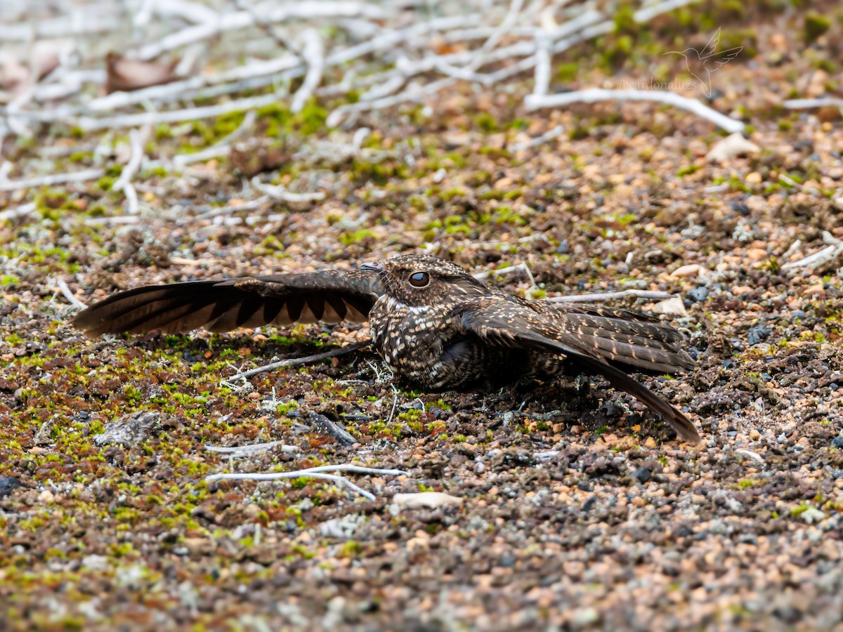 Blackish Nightjar - ML616625764