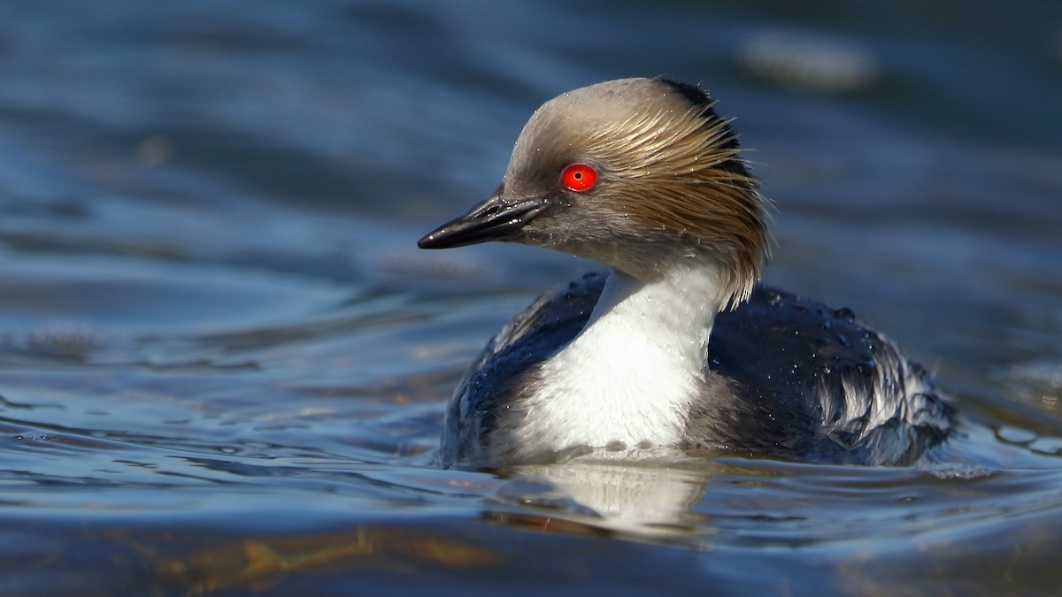 Silvery Grebe - ML616625780