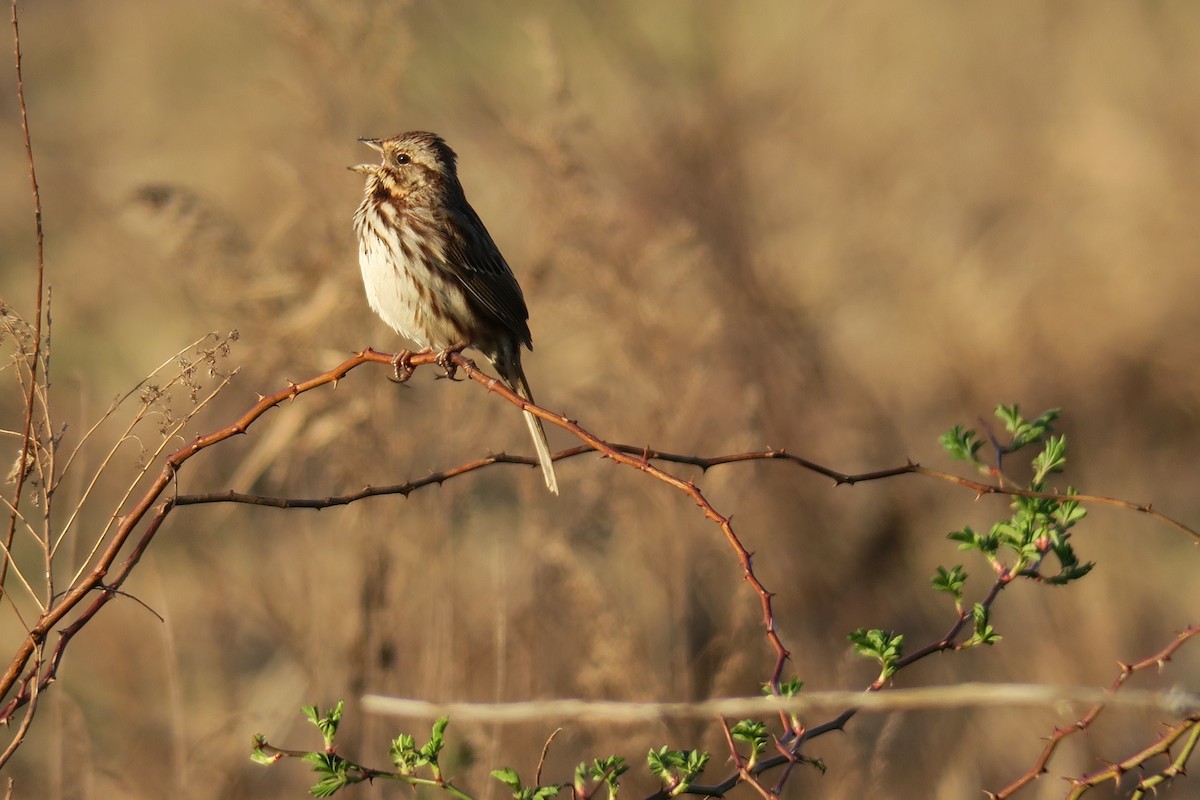 Song Sparrow - ML616625792