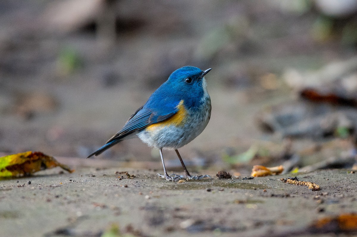 Himalayan Bluetail - ML61662581