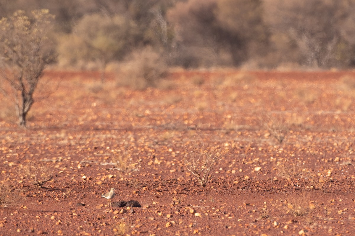 Oriental Plover - Adrian Boyle