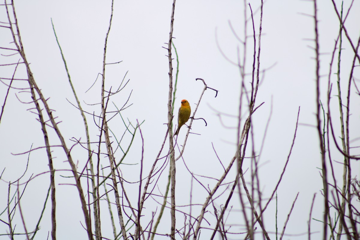 Saffron Finch - ML616625827