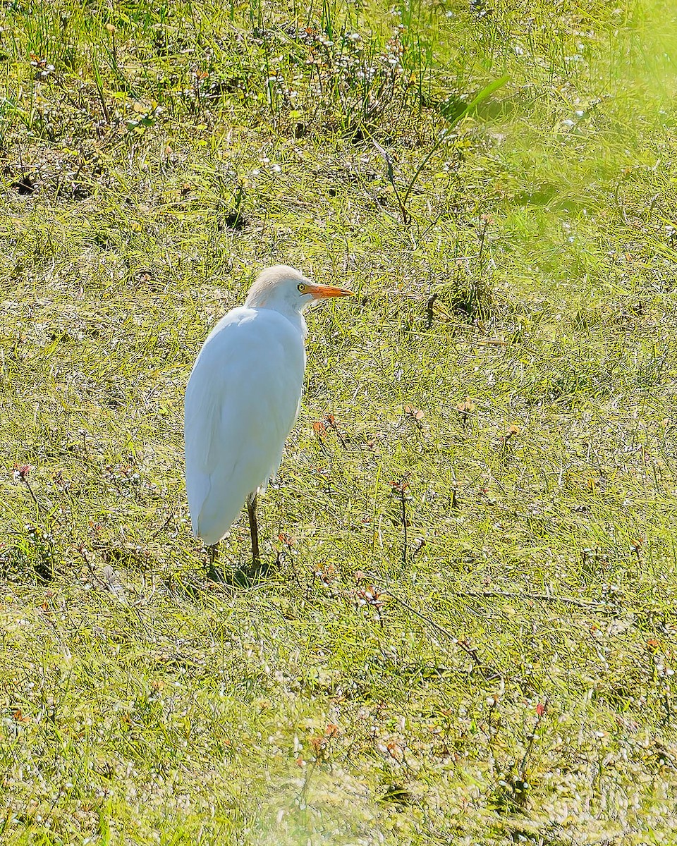 Western Cattle-Egret - ML616625848