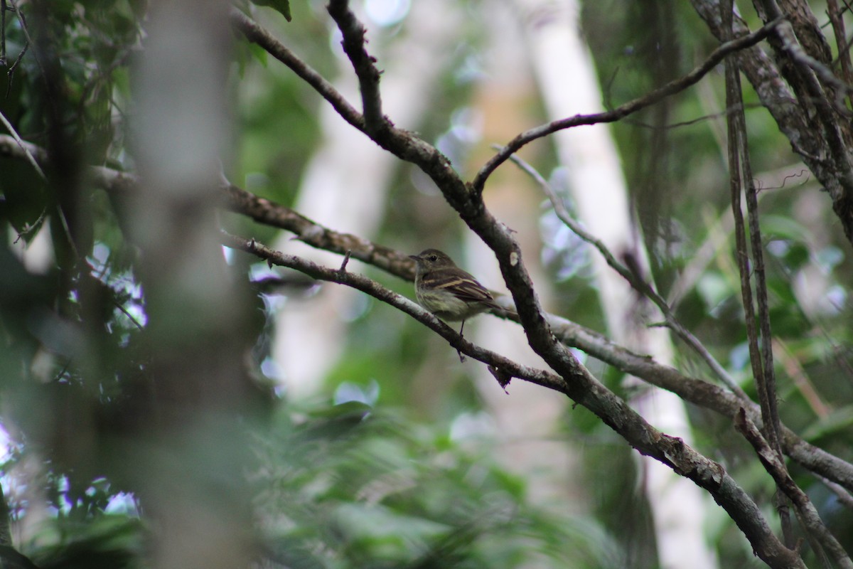 Euler's Flycatcher - ML616625867