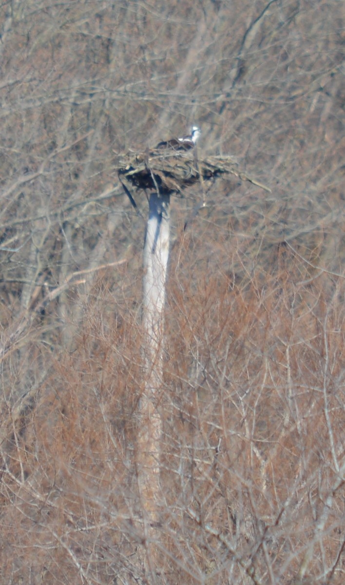 Osprey - ML616625921