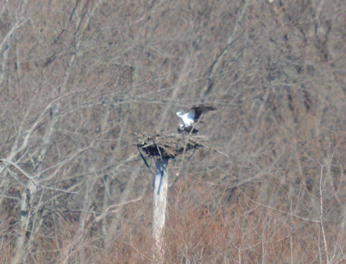 Osprey - Tim Hughes