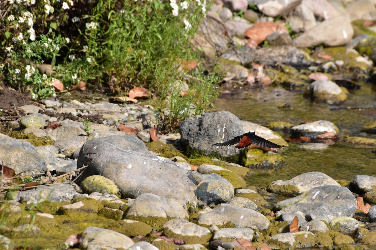 White-capped Redstart - ML616625951