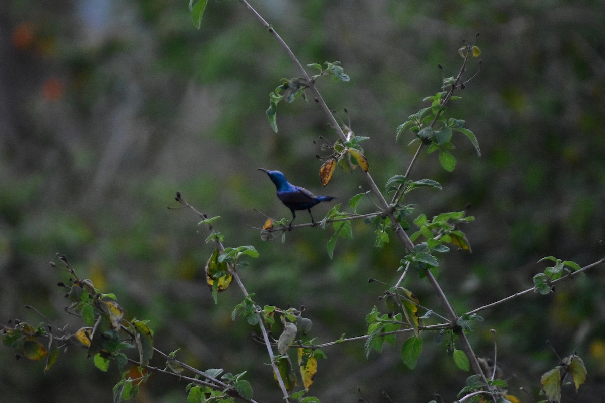 Purple Sunbird - Taukeer Alam Lodha