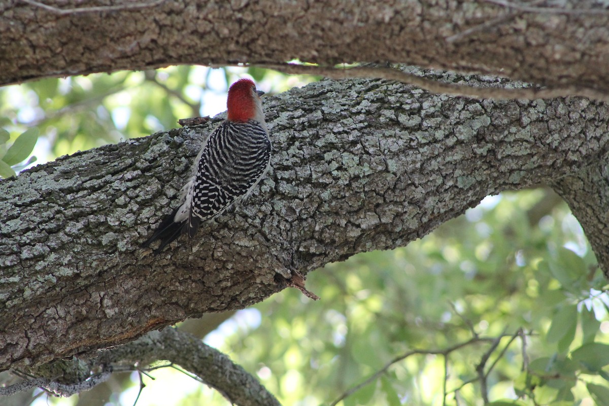 Red-bellied Woodpecker - Genesis Zabrzenski