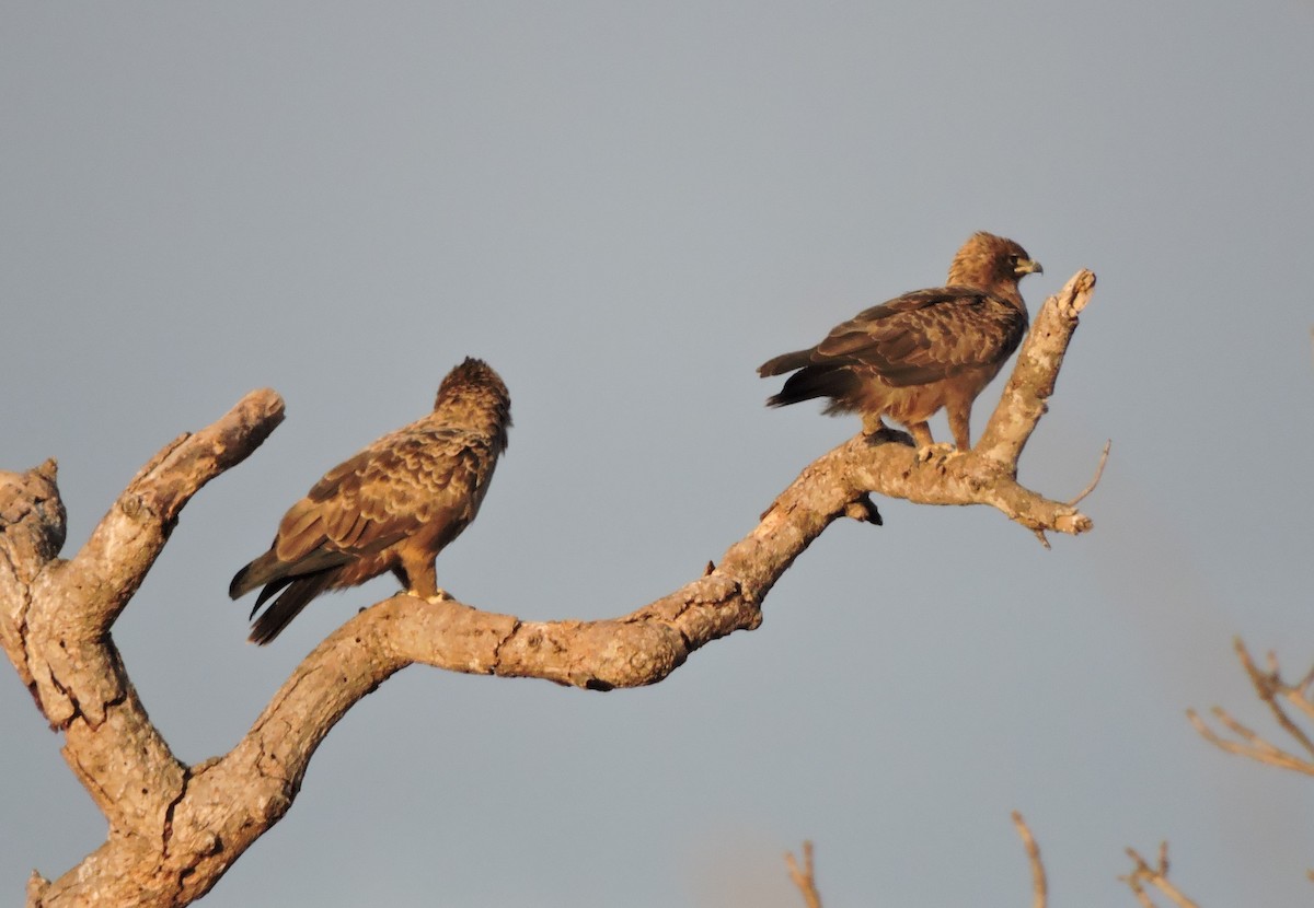 Águila de Wahlberg - ML616625985