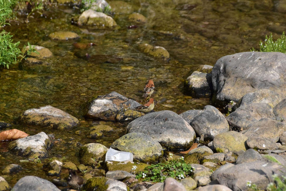 Russet Sparrow - ML616625989