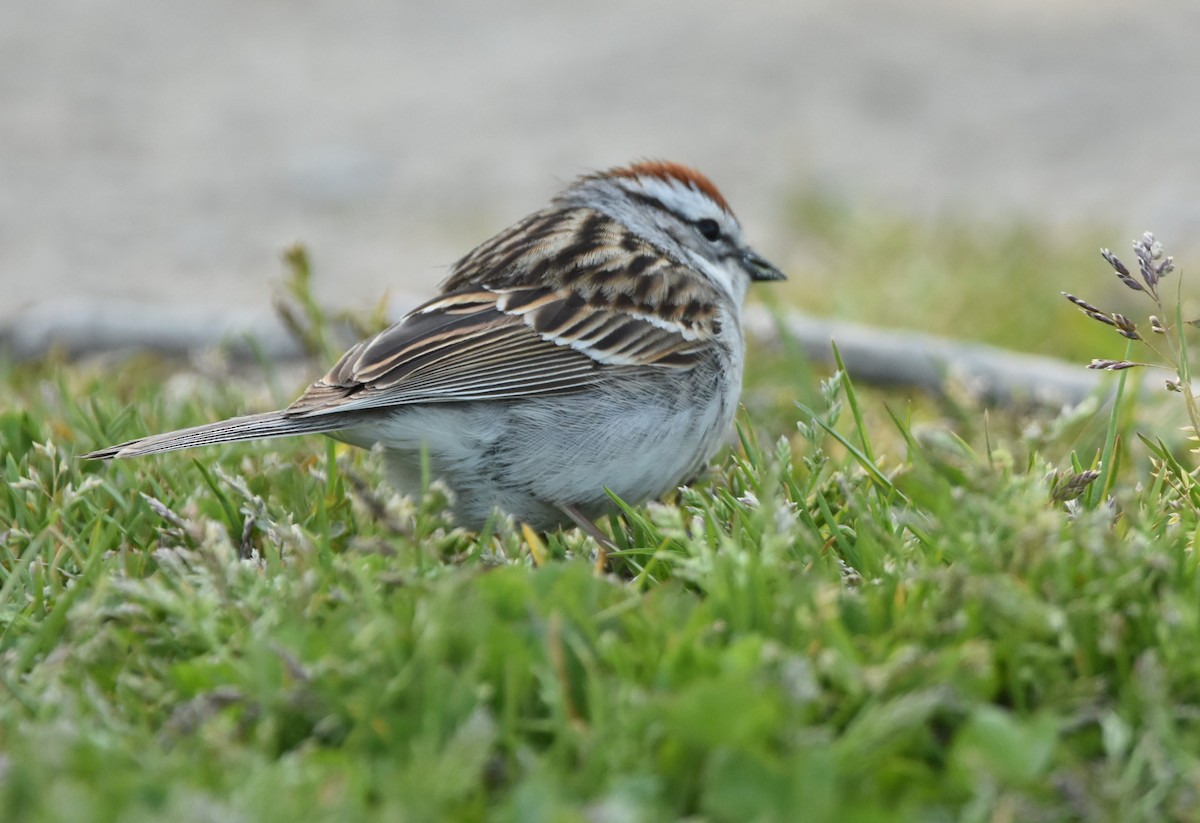 Chipping Sparrow - Madeline Taylor