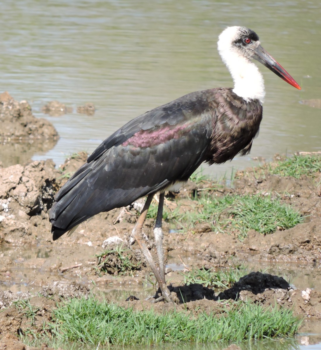 African Woolly-necked Stork - ML616626021