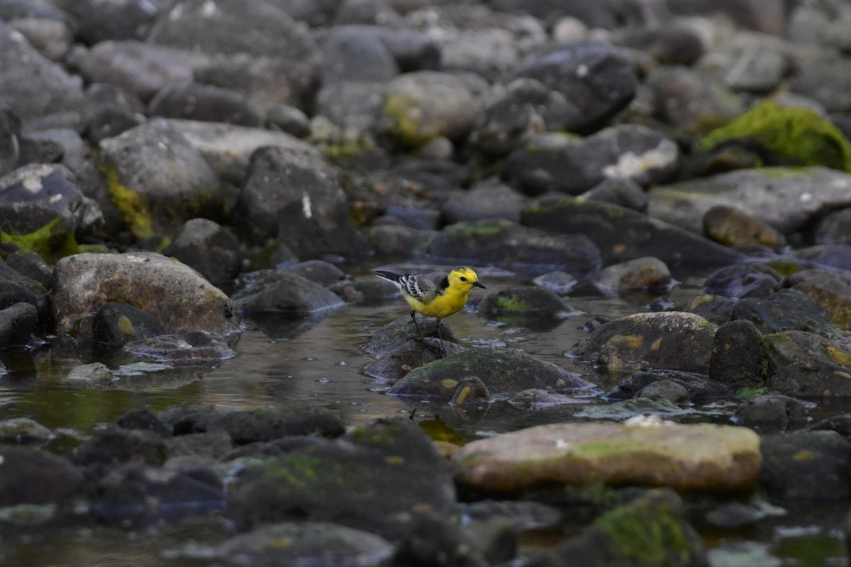 Citrine Wagtail - ML616626027