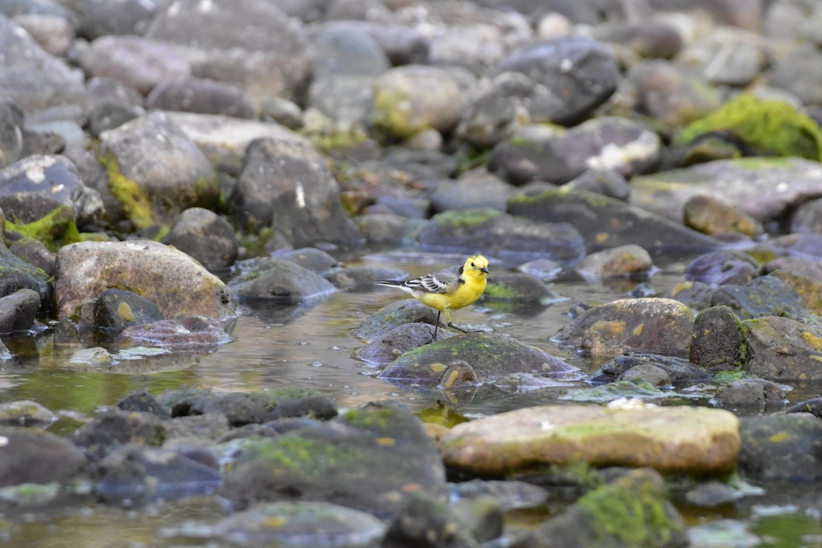 Citrine Wagtail - ML616626034